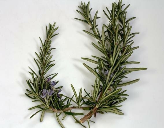 Rosemary